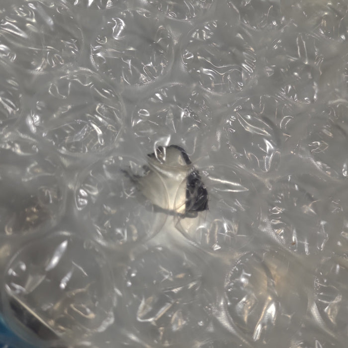 Airstream 2005- Present Lower Stainless Steel Segment Protector | Right Hand Side Only - Young Farts RV Parts